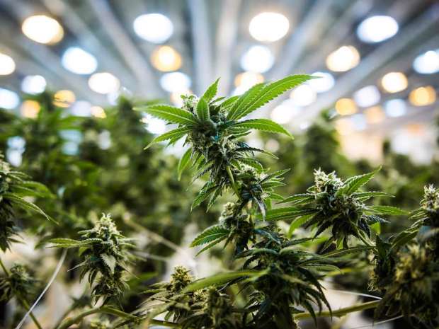 Licensed pot producers now face the risk of losing business to home growers who won't have to deal with the same regulations.