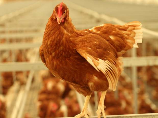 Hen in a Canadian cage-free barn.