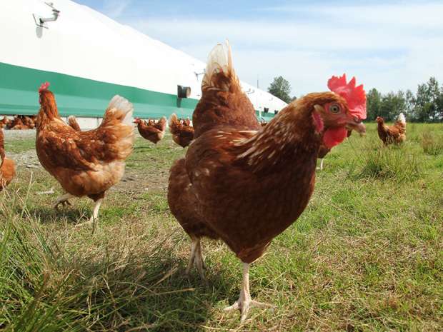 Free range eggs on a Canadian farm. Egg Farmers of Canada announced Friday that its members, representing more than 1,000 farms, will supply more than half of their eggs from hens in conventional housing until 2024 and won't shift completely to other types until 2036.