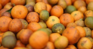 0304tangerines.jpg